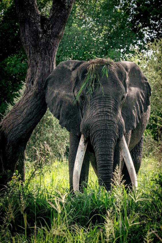 Guide to Tarangire National Park Tanzania