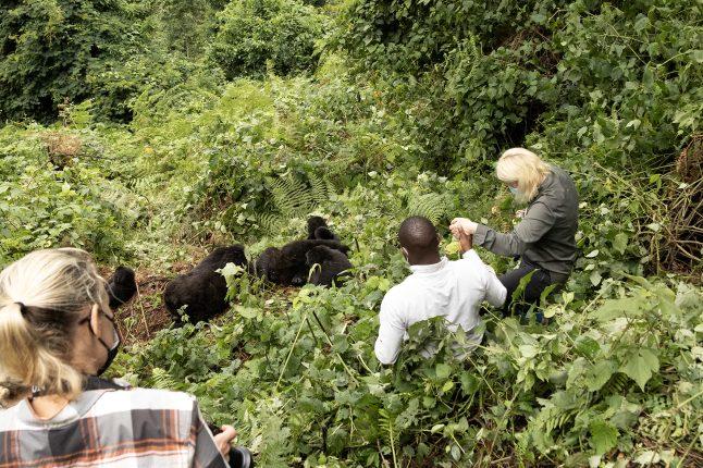 gorillas_sm_bwindi_002_lr