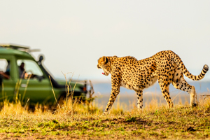 Why You Should Visit the Mara Naboisho Conservancy