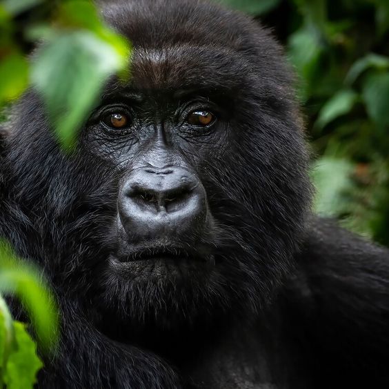 14 Things to Do in Rwanda