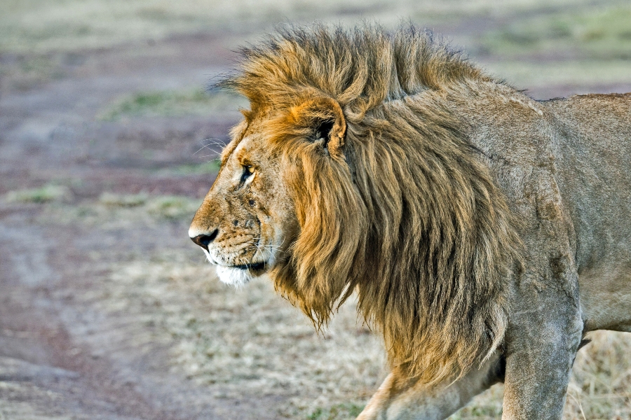 5 Must-Visit Tanzania Safari Destinations