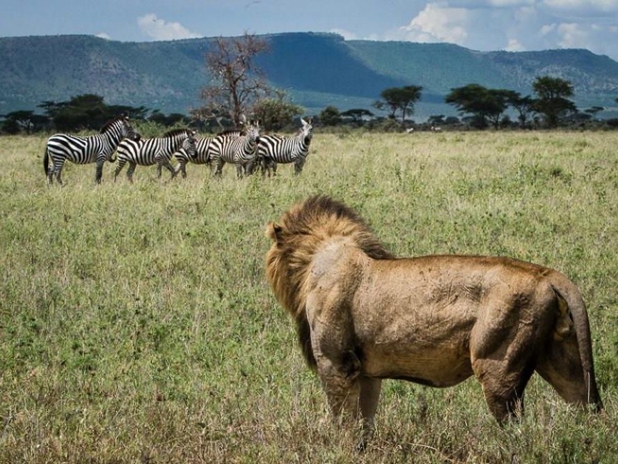 6 Days Amboseli, Lake Nakuru & Masai Mara Private Safari