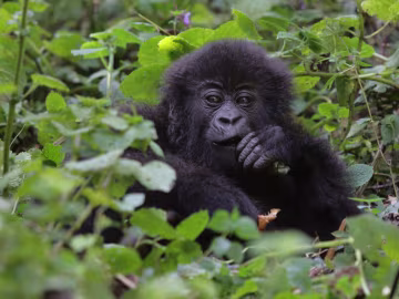 4 Days Chimpanzees and Double Gorilla Trek