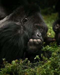 8 Days Rwanda and Uganda Safari