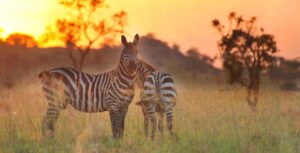 12 Days Kenya and Tanzania Safari