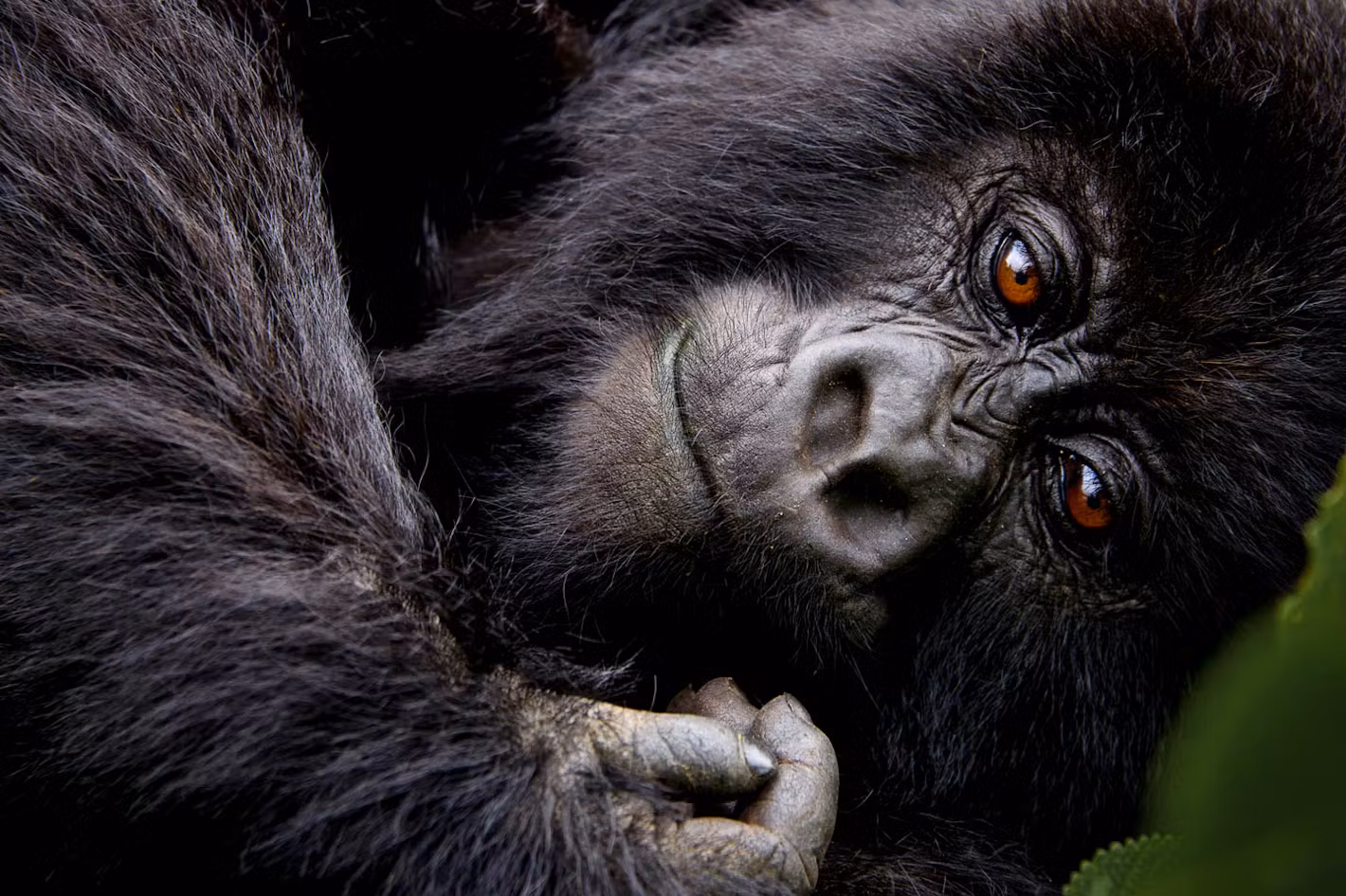 12 Days Primates of Tanzania & Rwanda Adventure