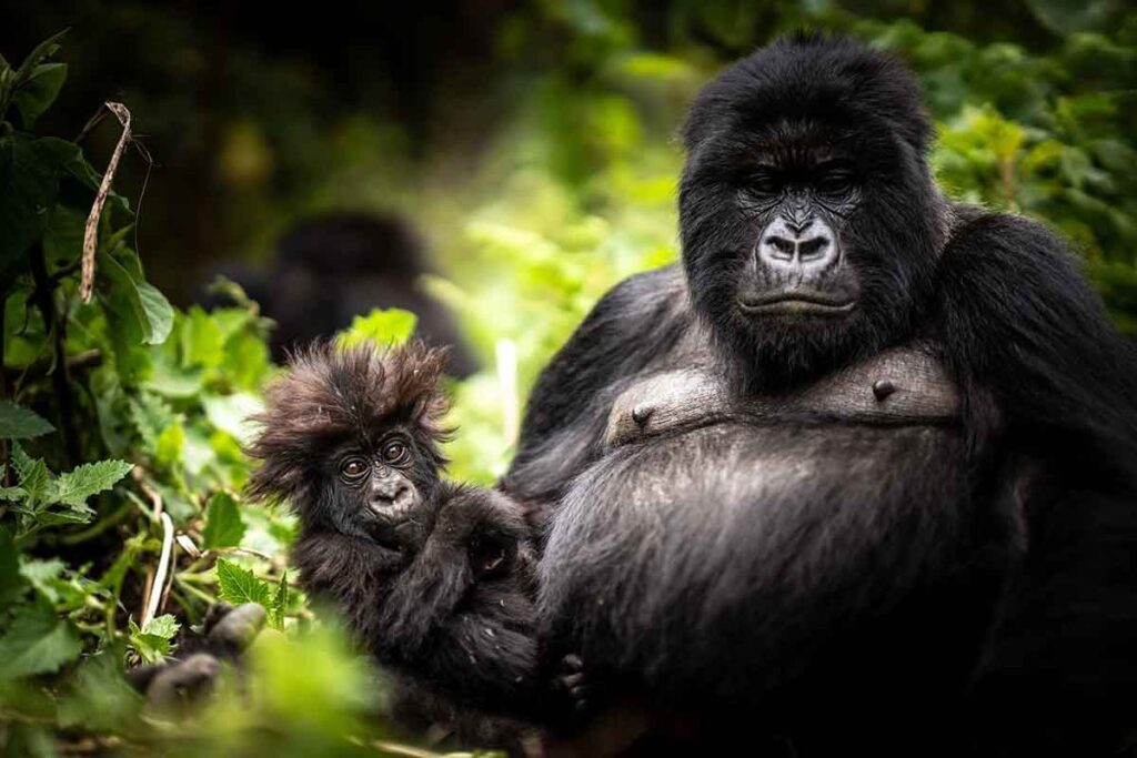 Gorilla Reproduction Cycle and Parenting