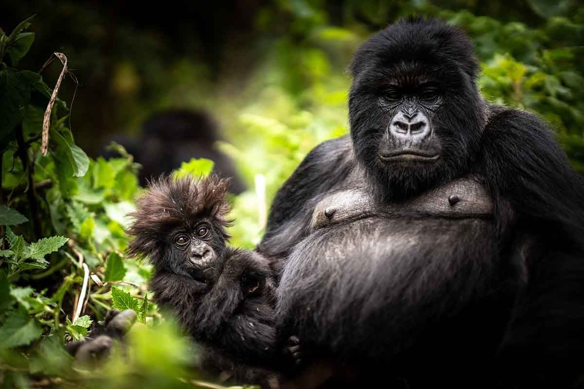 Gorilla Reproduction Cycle and Parenting