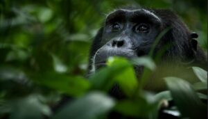12 Days Primates of Tanzania & Rwanda Adventure
