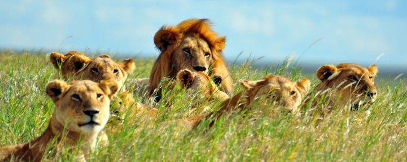 Where to See the Big Five in Tanzania