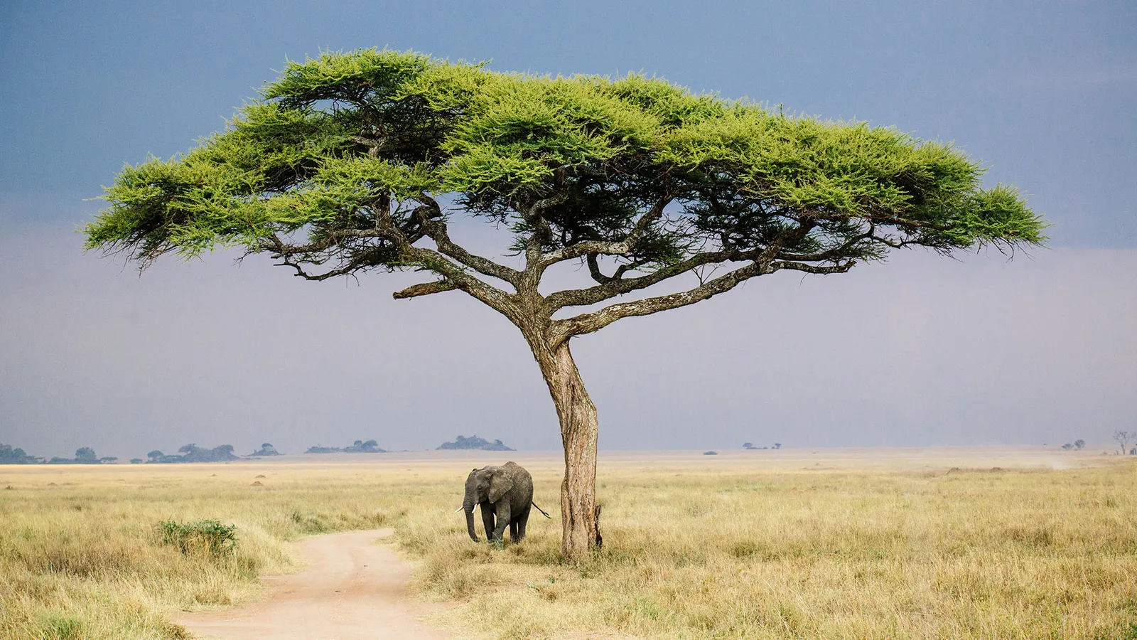 7 Days Rwanda Uganda Gorilla and Wildlife Safari