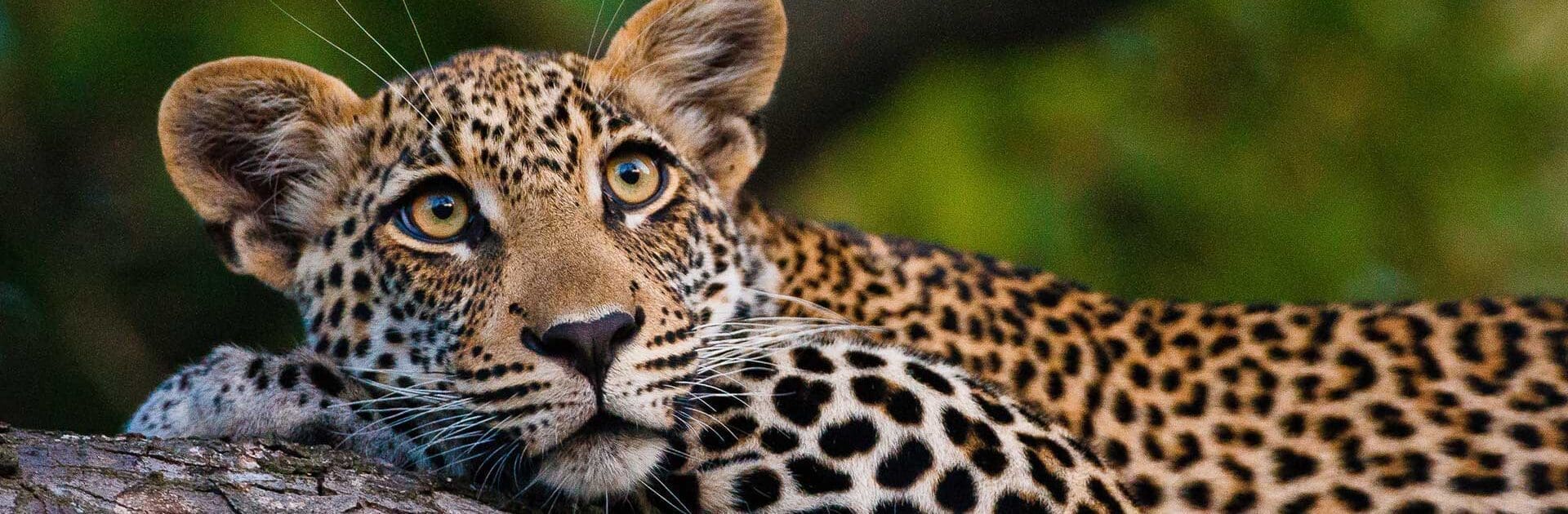 Where to See the Big Five in Tanzania