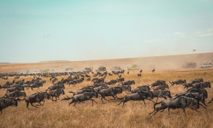 The Wildebeest Migration in January