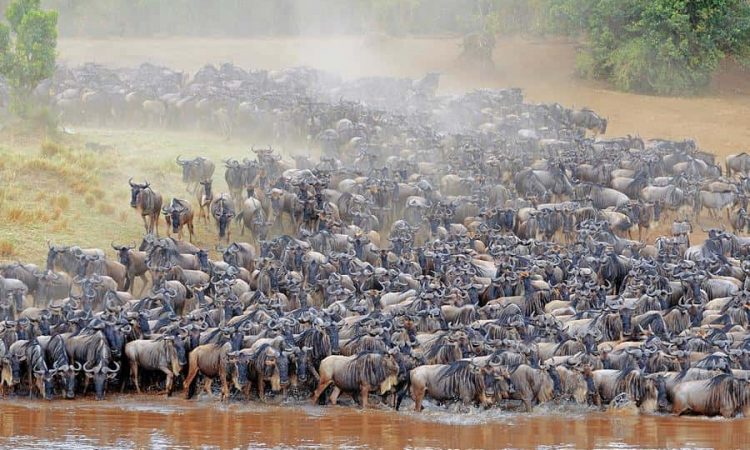 10 Days Tanzania Wildebeest Migration and Rwanda Gorilla Safari
