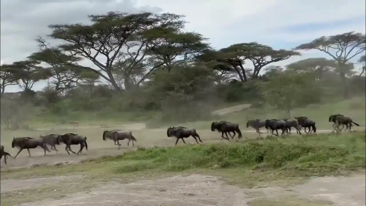 The Wildebeest Migration in January