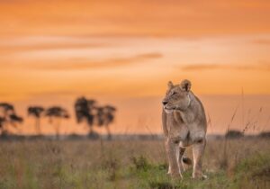 10 Days Amboseli, Masai Mara and Zanzibar Holiday