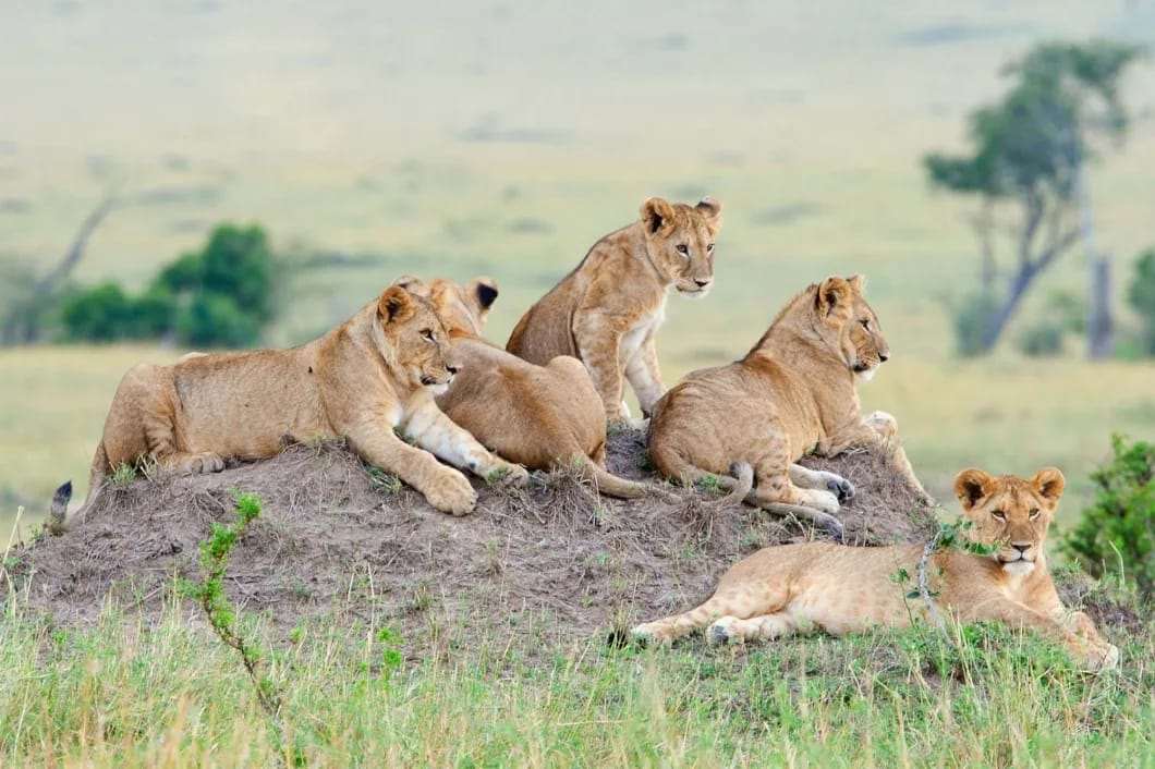 Horseback Safari in Kenya