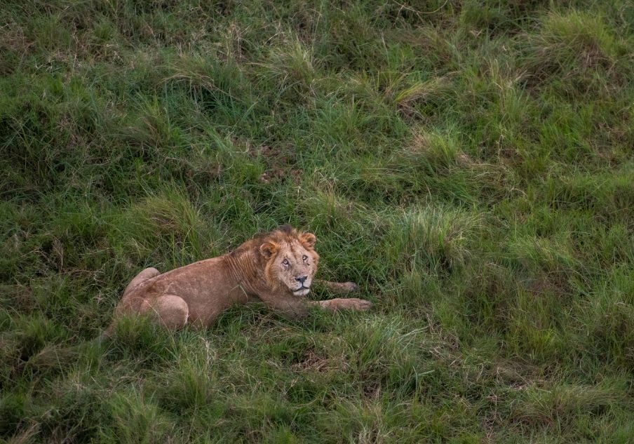 Hot Air Balloon Safari in Masai Mara